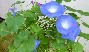 あさがお
