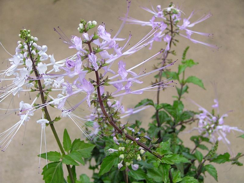 花の壁紙集