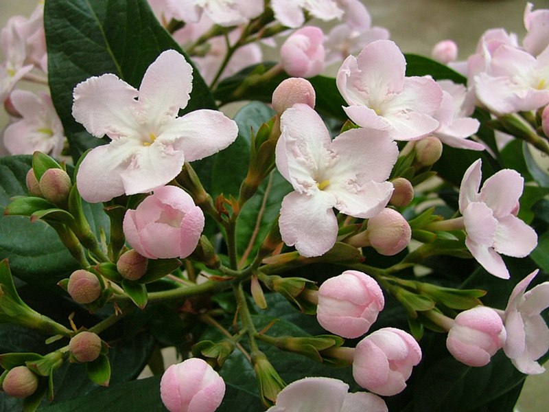 花の壁紙集